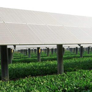 Photovoltaic agriculture