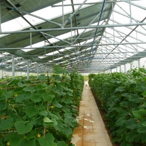 Photovoltaic agriculture